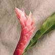 Pink Cone Ginger