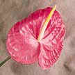 Anthurium