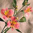 Also known as Peruvian lily, in honor of the botanist Klas Von Alstroemer.