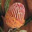 One of the many variations of the protea family.