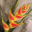 Tropical Caribean Heliconia.
