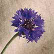 Corn Flower