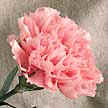 Carnation