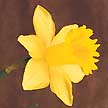 Daffodil