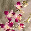 Dendron means tree. Dendrobium is an epiphytic orchid found upon trees.