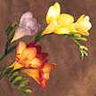 Freesia