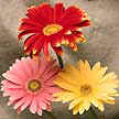 Gerbera