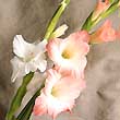 Gladiolus