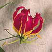 Gloriosa lily