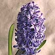 Hyacinth