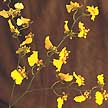 Oncidium orchid