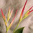 One of the many varieties of Heliconia. Also called Parrot’s beak.
