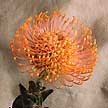 One of the many variations of the protea family, also known as leucospermum.