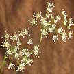 Also known as bullwort or bishop’s flower.