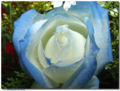 Blue rose