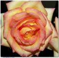 Rose (rose color)