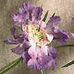 Also known as Pincushion flower