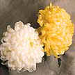 Chrysanthemum