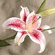 One of the most beautiful and refined varieties of lily.