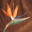 Bird of Paradise