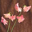Sweet Pea flowers grow in many different colors.