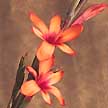 Watsonia