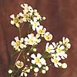 Waxflower