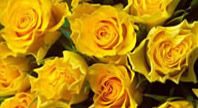 Yellow roses