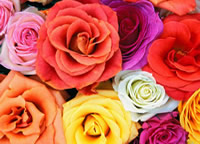 Colored roses