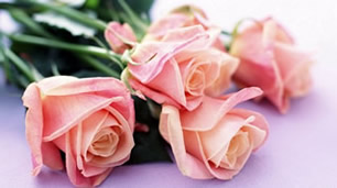 Individual pale rose-colored roses